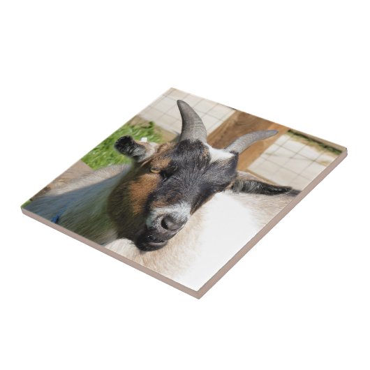 KUSTGOAT TEGELTJE (Zijkant)