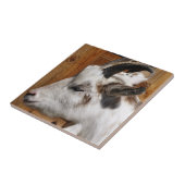 KUSTGOAT TEGELTJE (Zijkant)