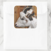 KUSTGOAT VIERKANTE STICKER (Tas)