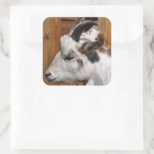 KUSTGOAT VIERKANTE STICKER (Tas)