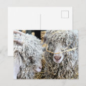 KUSTGOTEN BRIEFKAART (Voorkant / Achterkant)