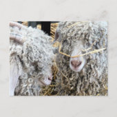 KUSTGOTEN BRIEFKAART (Voorkant)