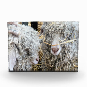 KUSTGOTEN FOTOBLOKKEN