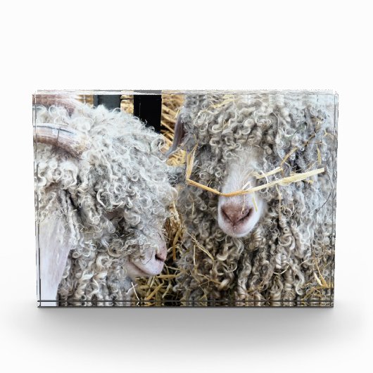 KUSTGOTEN FOTOBLOKKEN