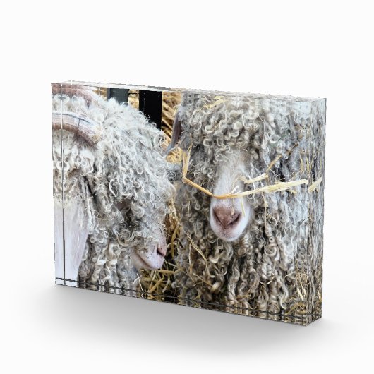 KUSTGOTEN FOTOBLOKKEN (Rechts)