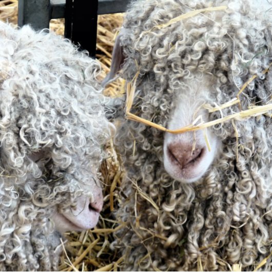 KUSTGOTEN GOLFHEADCOVER