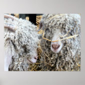 KUSTGOTEN POSTER (Voorkant)