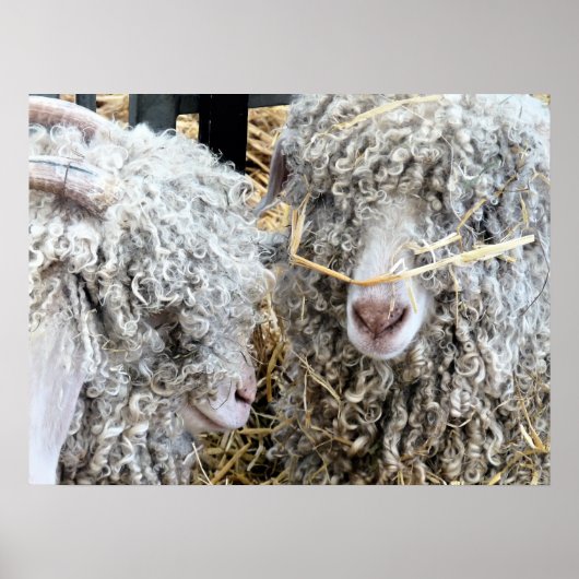 KUSTGOTEN POSTER (Voorkant)