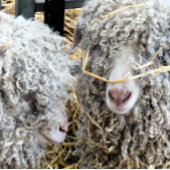 KUSTGOTEN RONDE BUTTON 5,7 CM