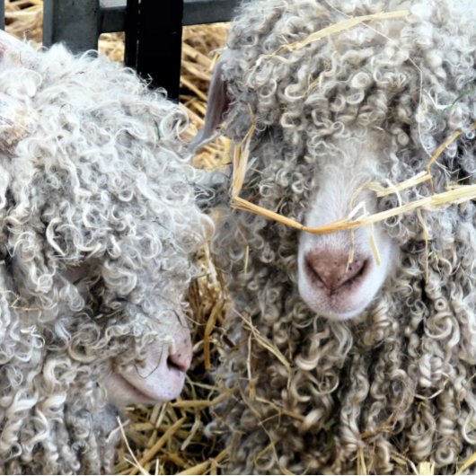 KUSTGOTEN RONDE BUTTON 5,7 CM