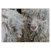 KUSTGOTEN SNIJPLANK (Voorkant)