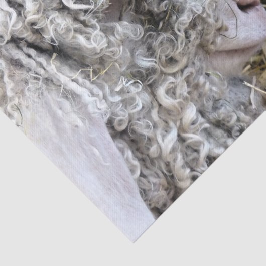 KUSTGOTEN TISSUEPAPIER (Detail)