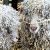 KUSTGOTEN TISSUEPAPIER