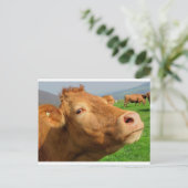 KUSTHOOFD BRIEFKAART (Staand voorkant)