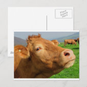 KUSTHOOFD BRIEFKAART (Voorkant / Achterkant)