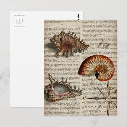 kustkever -  seashell - botanische druk briefkaart (Voorkant / Achterkant)