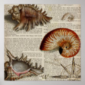 kustkever - seashell - botanische druk poster (Voorkant)
