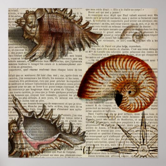 kustkever -  seashell - botanische druk poster (Voorkant)