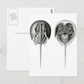 Kustkrab Hoefijzer Briefkaart (Voorkant / Achterkant)