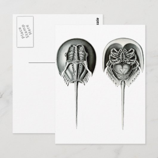 Kustkrab Hoefijzer Briefkaart (Voorkant / Achterkant)