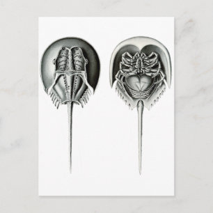 Kustkrab Hoefijzer Briefkaart