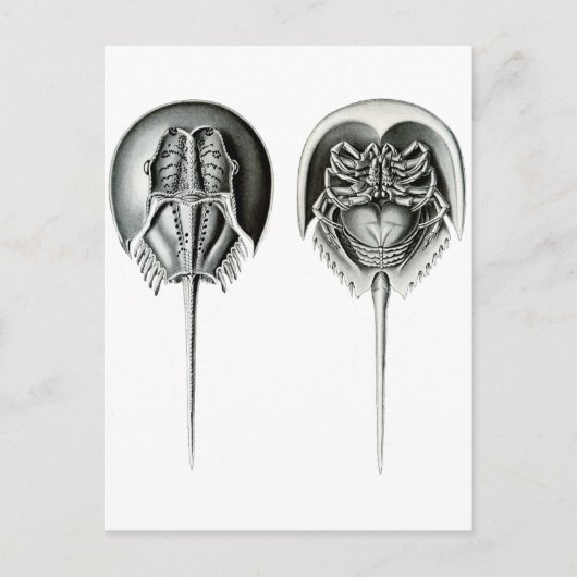 Kustkrab Hoefijzer Briefkaart (Voorkant)