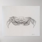 Kustkrab tekening poster (Voorkant)