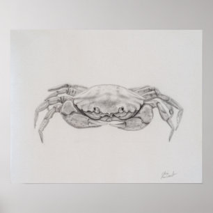 Kustkrab tekening poster