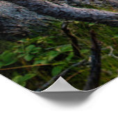 Kustlijn | Nationaal park Ravens Nest Acadia Poster (Hoek)