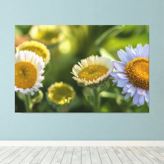 Kustmadeliefjes Canvas Afdruk (Insitu (Houten vloer))