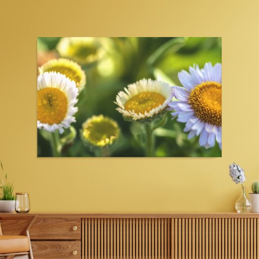 Kustmadeliefjes Canvas Afdruk (Insitu (Woonkamer))