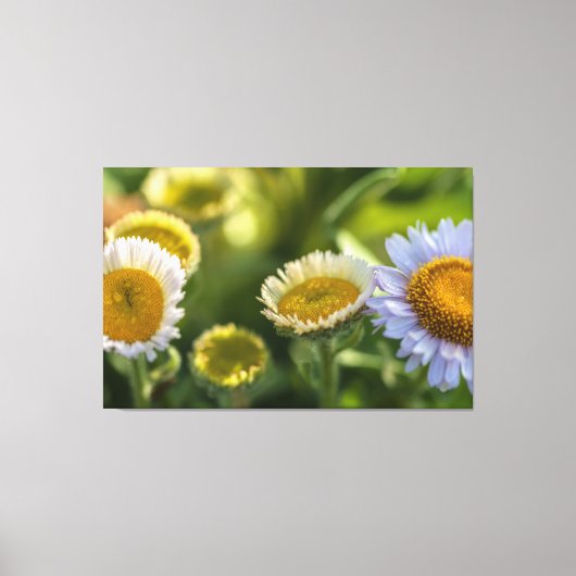 Kustmadeliefjes Canvas Afdruk (Voorkant)