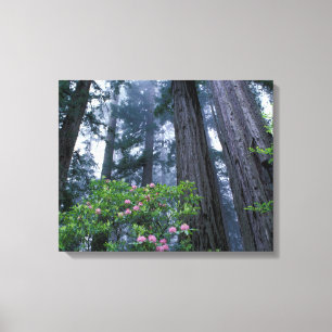kustmammoetbomen en roodendrons canvas afdruk