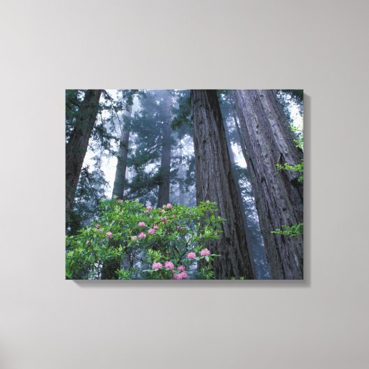 kustmammoetbomen en roodendrons canvas afdruk (Voorkant)
