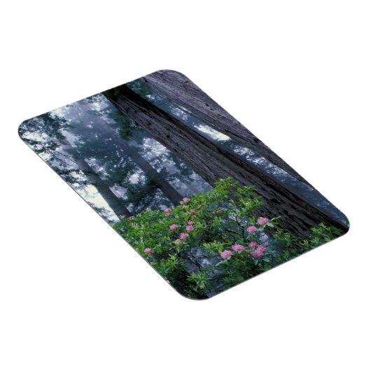 kustmammoetbomen en roodendrons magneet (Rechterzijde)