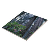 kustmammoetbomen en roodendrons tegeltje (Zijkant)
