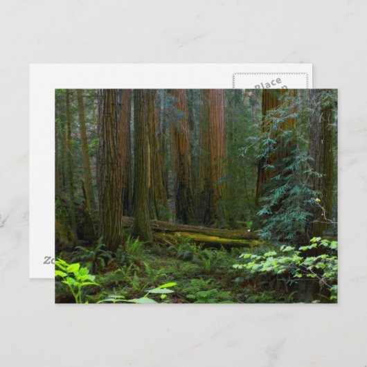 kustmammoetbomen in Muir Bossen National Park Briefkaart (Voorkant / Achterkant)