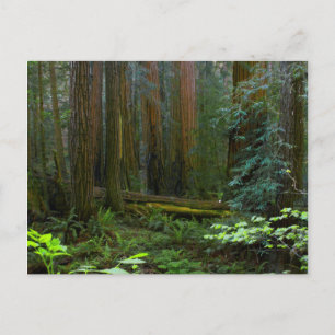kustmammoetbomen in Muir Bossen National Park Briefkaart