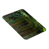 kustmammoetbomen in Muir Bossen National Park Magneet (Rechterzijde)