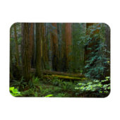 kustmammoetbomen in Muir Bossen National Park Magneet (Horizontaal)