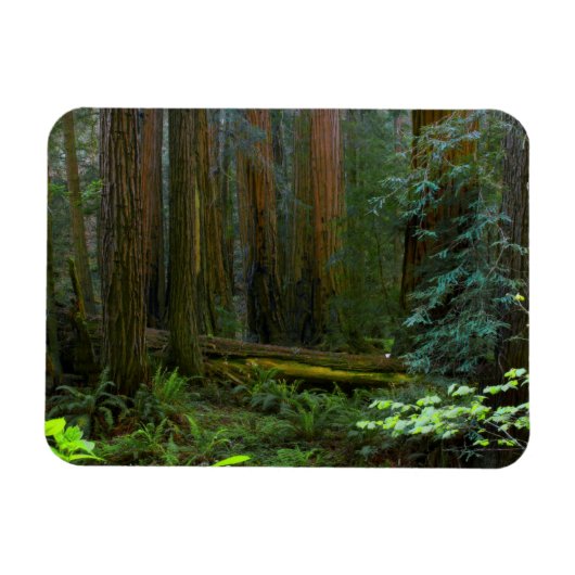 kustmammoetbomen in Muir Bossen National Park Magneet (Horizontaal)