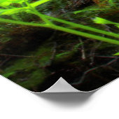 kustmammoetbomen in Muir Bossen National Park Poster (Hoek)