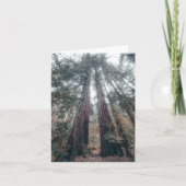 kustmammoetbomen notitiekaartje (Voorkant)