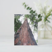 kustmammoetboom - Big Sur, Californië Briefkaart (Staand voorkant)