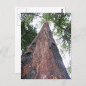 kustmammoetboom - Big Sur, Californië Briefkaart (Voorkant / Achterkant)