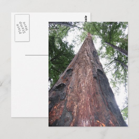 kustmammoetboom - Big Sur, Californië Briefkaart (Voorkant / Achterkant)