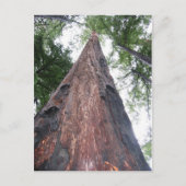 kustmammoetboom - Big Sur, Californië Briefkaart (Voorkant)