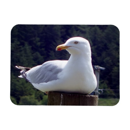 Kustmeeuw Rustende Wilde Natuur Oceaan Scène Kunst Magneet (Horizontaal)