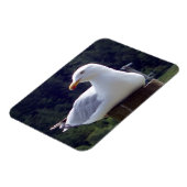 Kustmeeuw Rustende Wilde Natuur Oceaan Scène Kunst Magneet (Linkerzijde)
