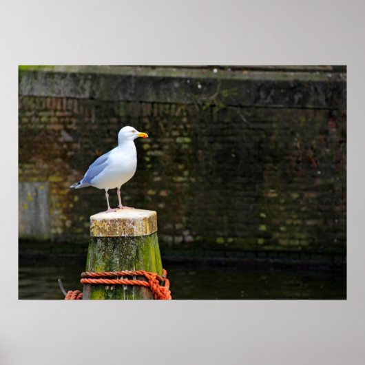 Kustmeeuwfotografie Poster (Voorkant)